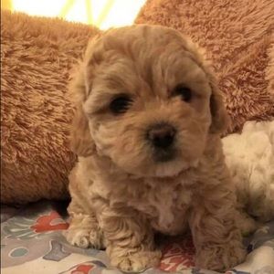 Meet your Posher, Coral